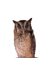Long eared owl