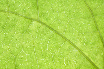 green leaf texture