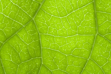 green leaf texture