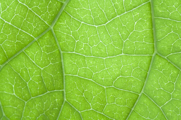 green leaf texture