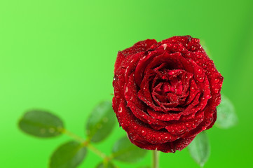 rote Rose vor grünem Hintergrund