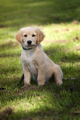 Golden Retriever Welpe