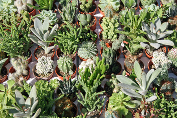 collection of  Succulents for sale at the greenhouse
