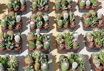 collection of green cactus and Succulents