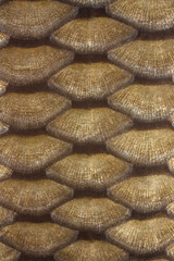 carp scales