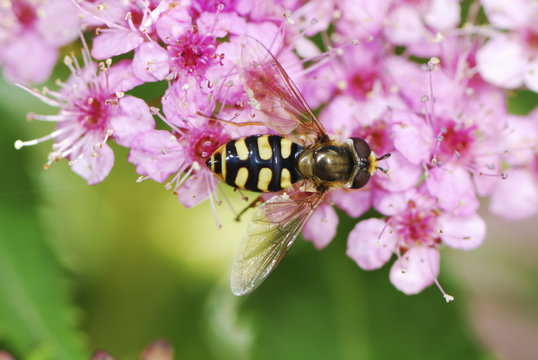 Hoverfly