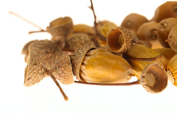 acorns on the white background