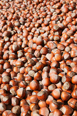 Hazelnuts At Harvest Time