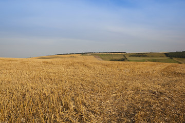 Fototapeta premium harvest time background