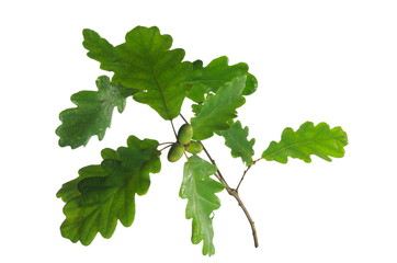 oak leaf and acorn