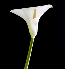 Beautiful white calla lily