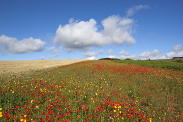 wildflower landscape