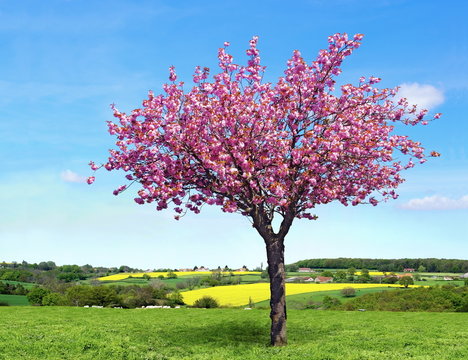 Cerisier &agrave; fleurs