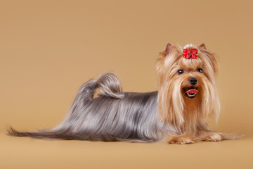 yorkie puppy on light brown background