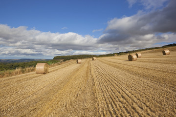 harvest time patterns