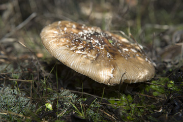 mushrooms in Extremadura 7