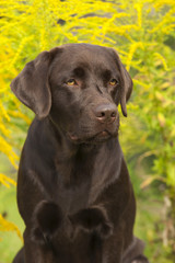 Brauner Labrador Retriever Portrait