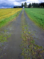 Road and fields