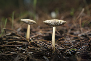 mushrooms in Extremadura 4