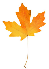 fall leaf