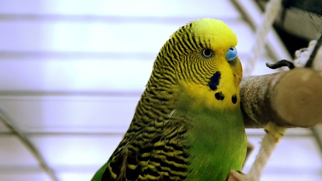 parakeet yellow and green