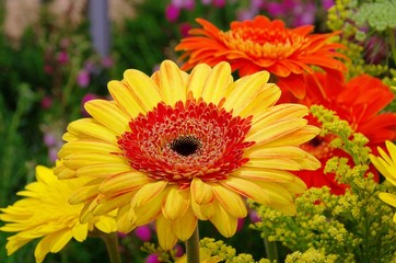 Gerbera 23