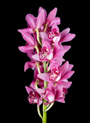 Purple cymbidium isolated on black