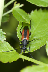 Leptura melanura sitting on leaf, macro photo