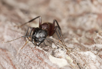 Macro photo of a Carpenter ant, Camponotus herculeanus