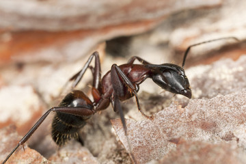 Macro photo of a Carpenter ant, Camponotus herculeanus