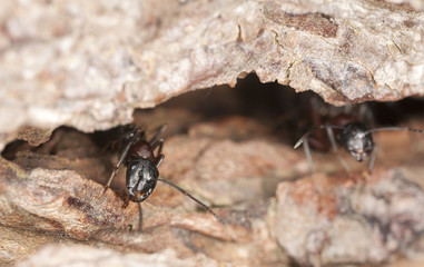 Macro photo of a Carpenter ant, Camponotus herculeanus
