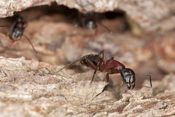 Macro photo of a Carpenter ant, Camponotus herculeanus