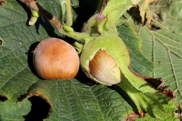 hazelnuts