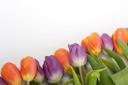 bunte frische rote, orange und violette Tulpen