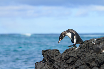 Galapagos penguin having fun walking on the rocks