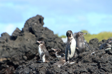 Obraz premium Penguin family in the wild, Galapagos Islands
