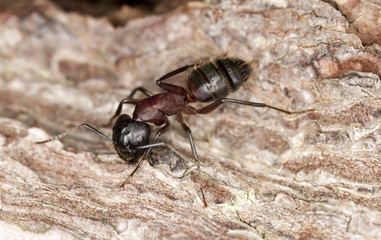 Macro photo of a Carpenter ant, Camponotus herculeanus