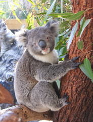 Obraz premium Cute koala bear eating eucalyptus leaf