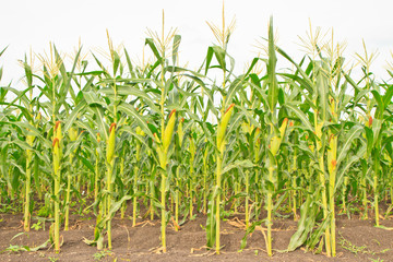 corn