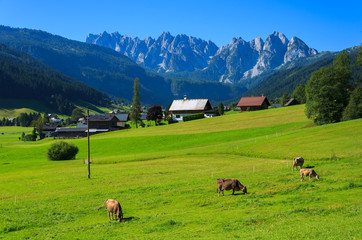 Fototapeta premium Cows grazing on alpine meadow int the Alps mountains, Austria
