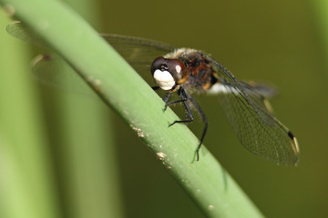 Male Dot-tailed Whiteface  Dragonfly Ontario, Canada