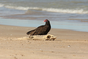 Turkey Vulture (Cathartes aura) Guarding a Dead Lake Sturgeon