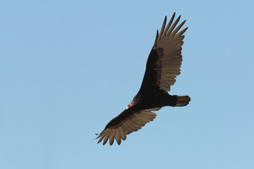 Adult Turkey Vulture Soaring Against a Clear Blue Sky