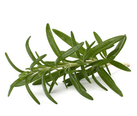 Fototapeta premium Sweet rosemary leaves