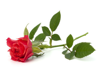 Beautiful rose   isolated on white background