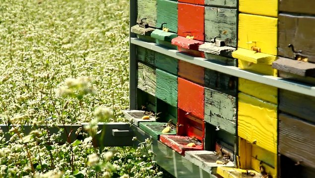 Apiary in buckwheat