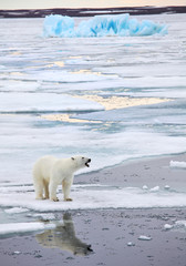 Eisbär in natürlicher Umgebung