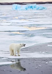 Afwasbaar Fotobehang Arctica IJsbeer in natuurlijke omgeving
