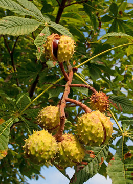 Rosskastanien - Aesculus hippocastanum