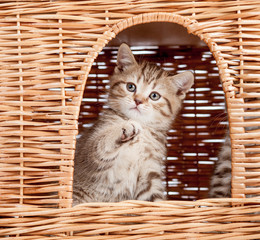 Fototapeta na wymiar śmieszny szkocki kotek wewnątrz domu kota z wikliny